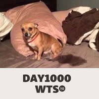 d1wts