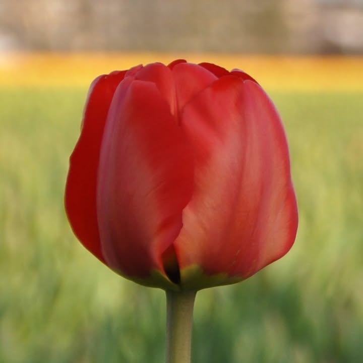 ruba.aleidan
