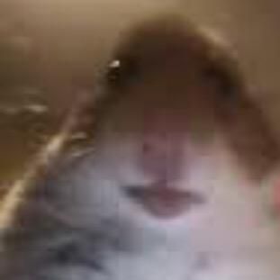 iilovethethreebears2