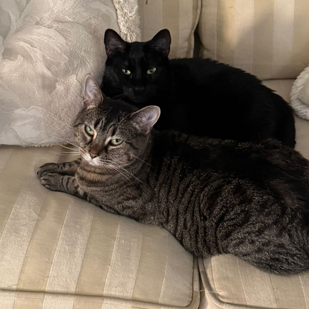 lovebeingacatmom