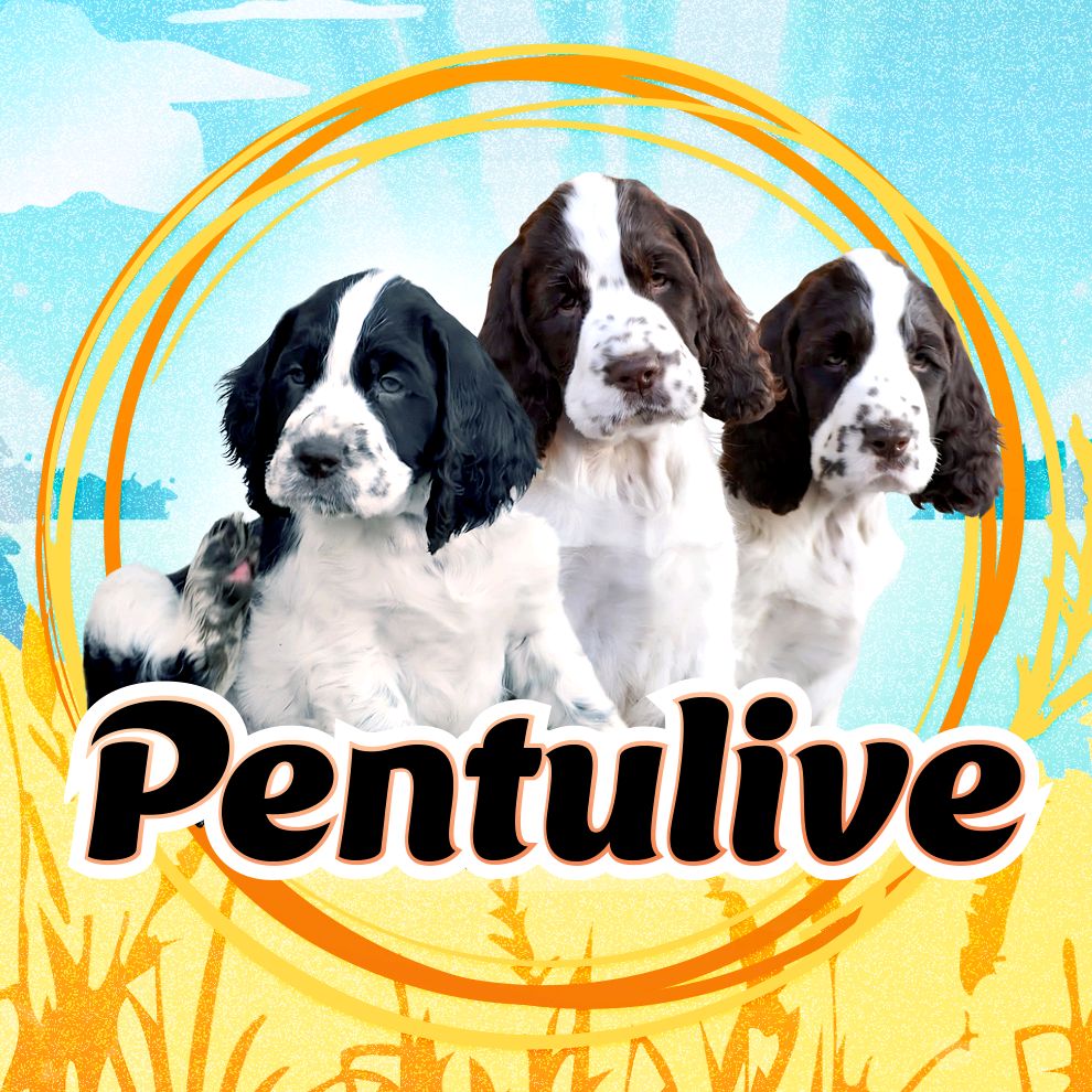 pentulive