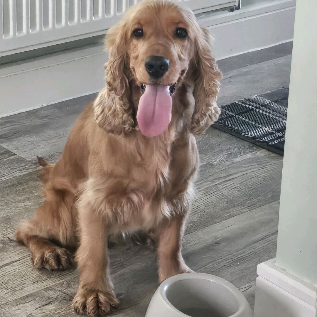 poppy.the.cockersp